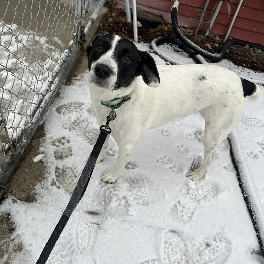 Brie--In Foster, photo 6