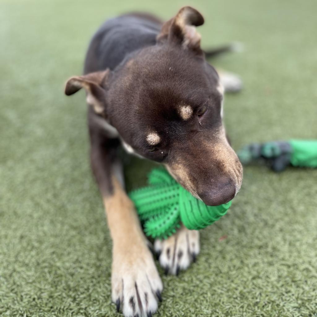 Magic Conch — thumbnail 9