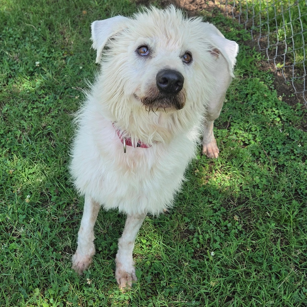 Shaggy photo 23