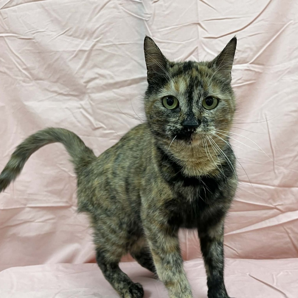 Babka — thumbnail 5