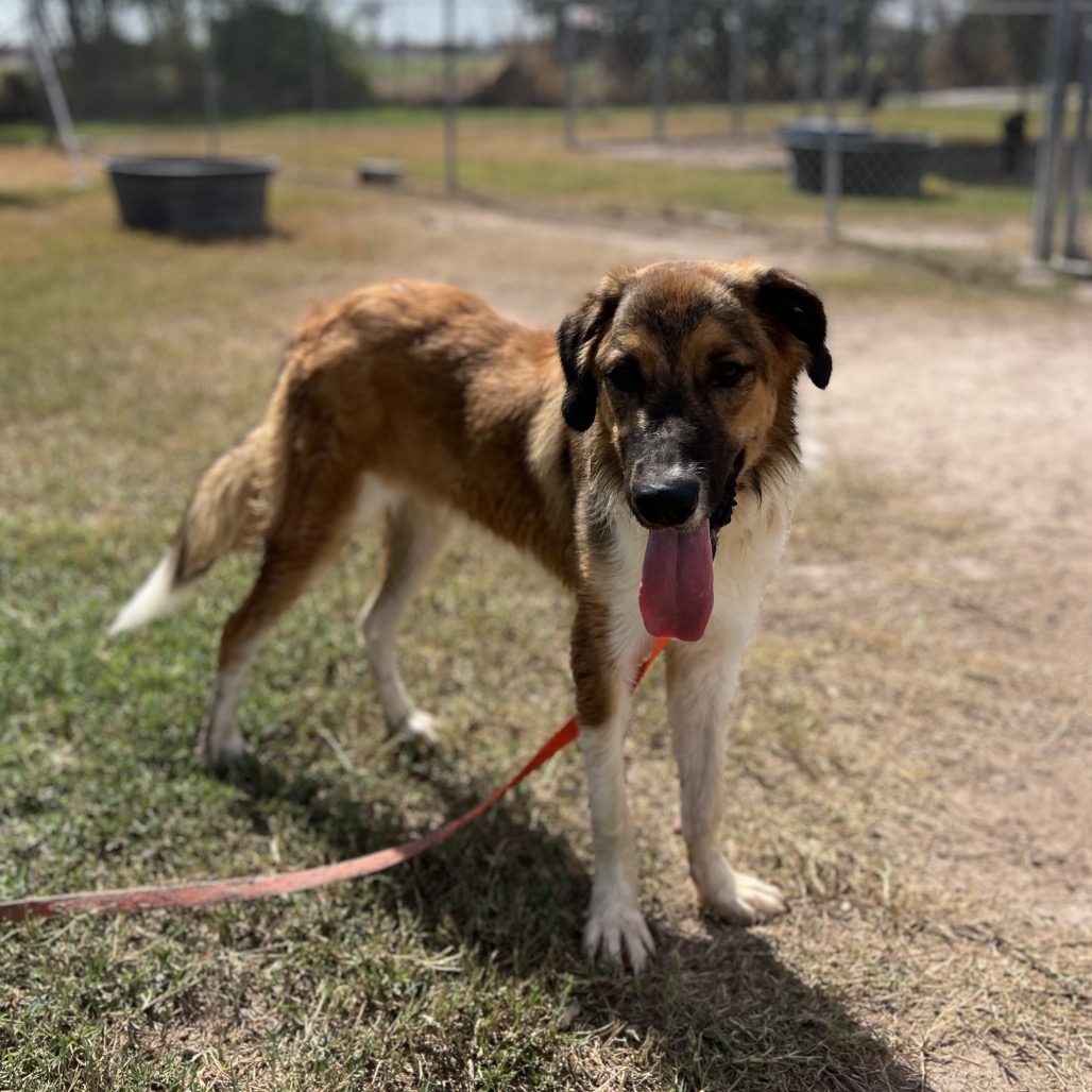 HOT TAMALE - Shepherd, Australian / Shepherd, Anatolian available for adoption