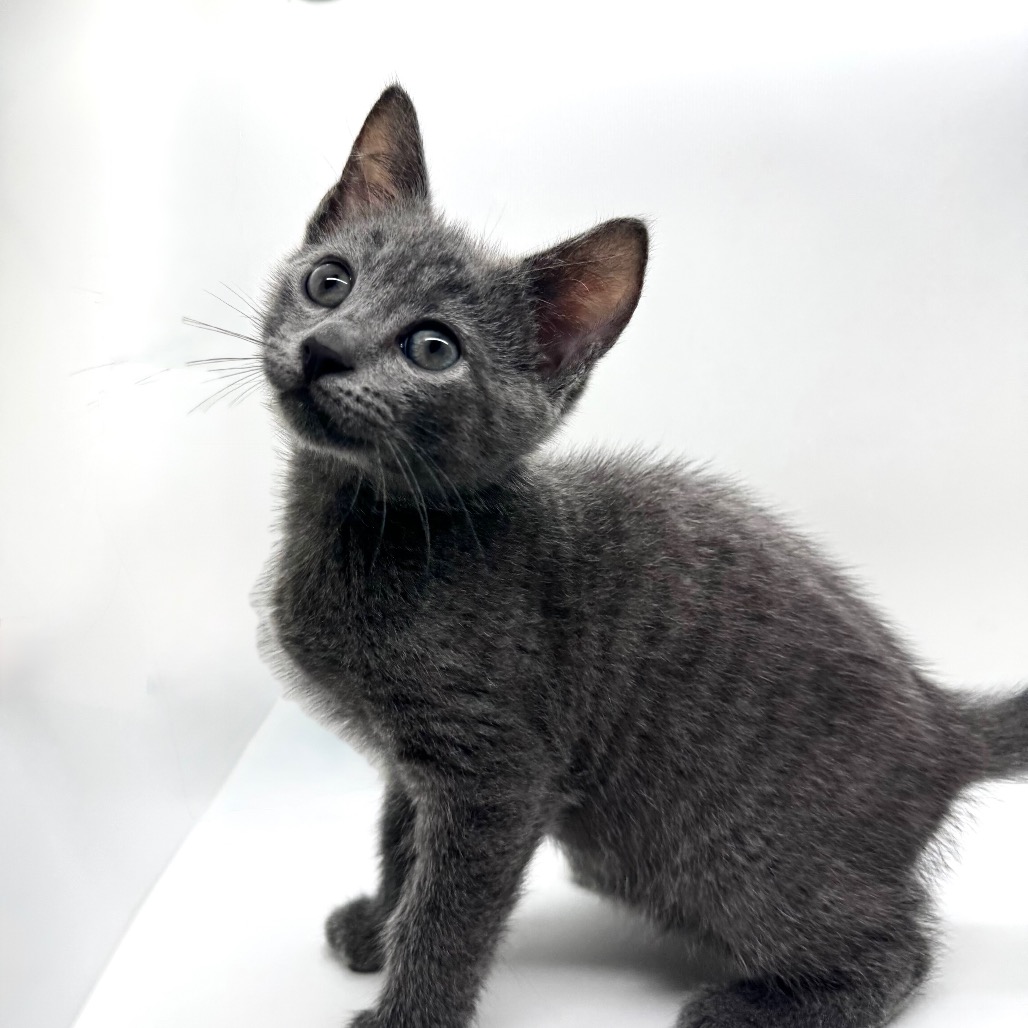 MIKE TEAVEE (BONDED TO VIOLET) - Domestic Shorthair available for adoption