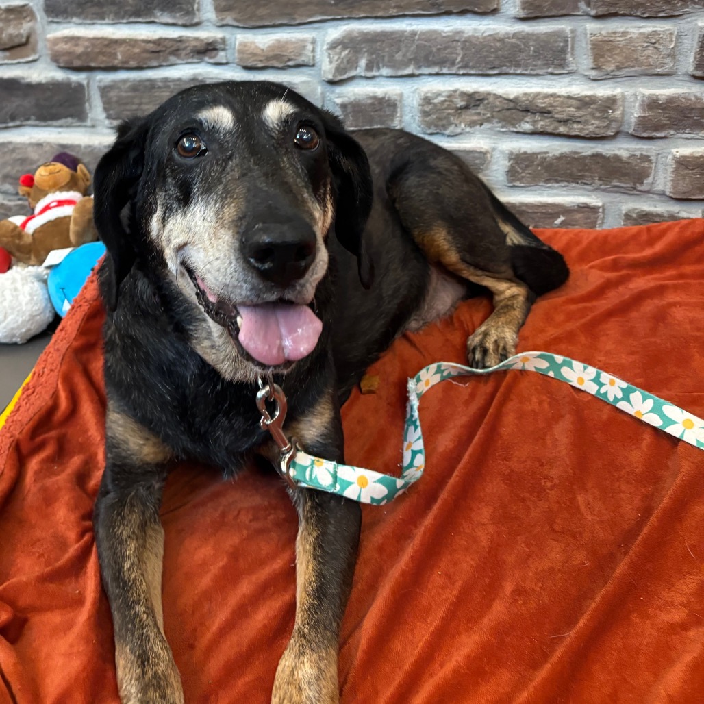 DOTTIE - Mixed Breed (Medium) available for adoption