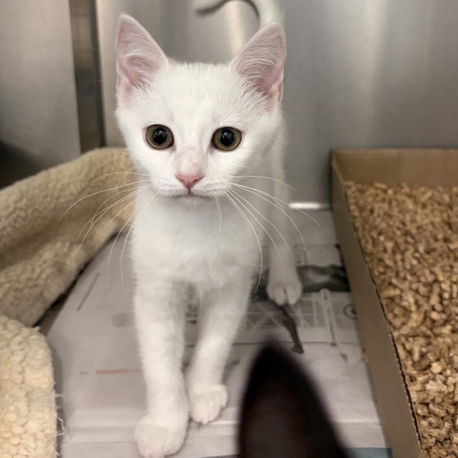 BIBBLE - Domestic Shorthair available for adoption