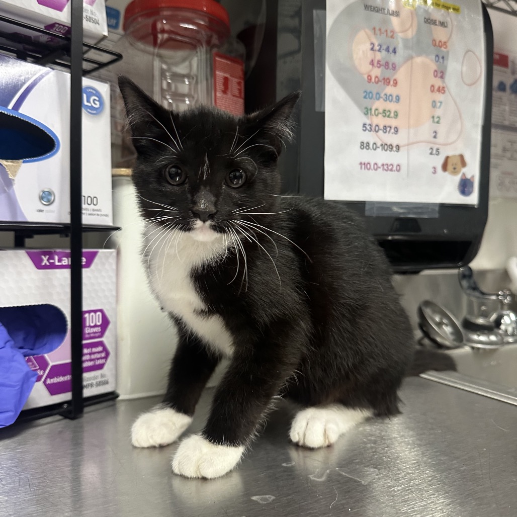 CARLSBAD - Domestic Longhair / Domestic Longhair available for adoption