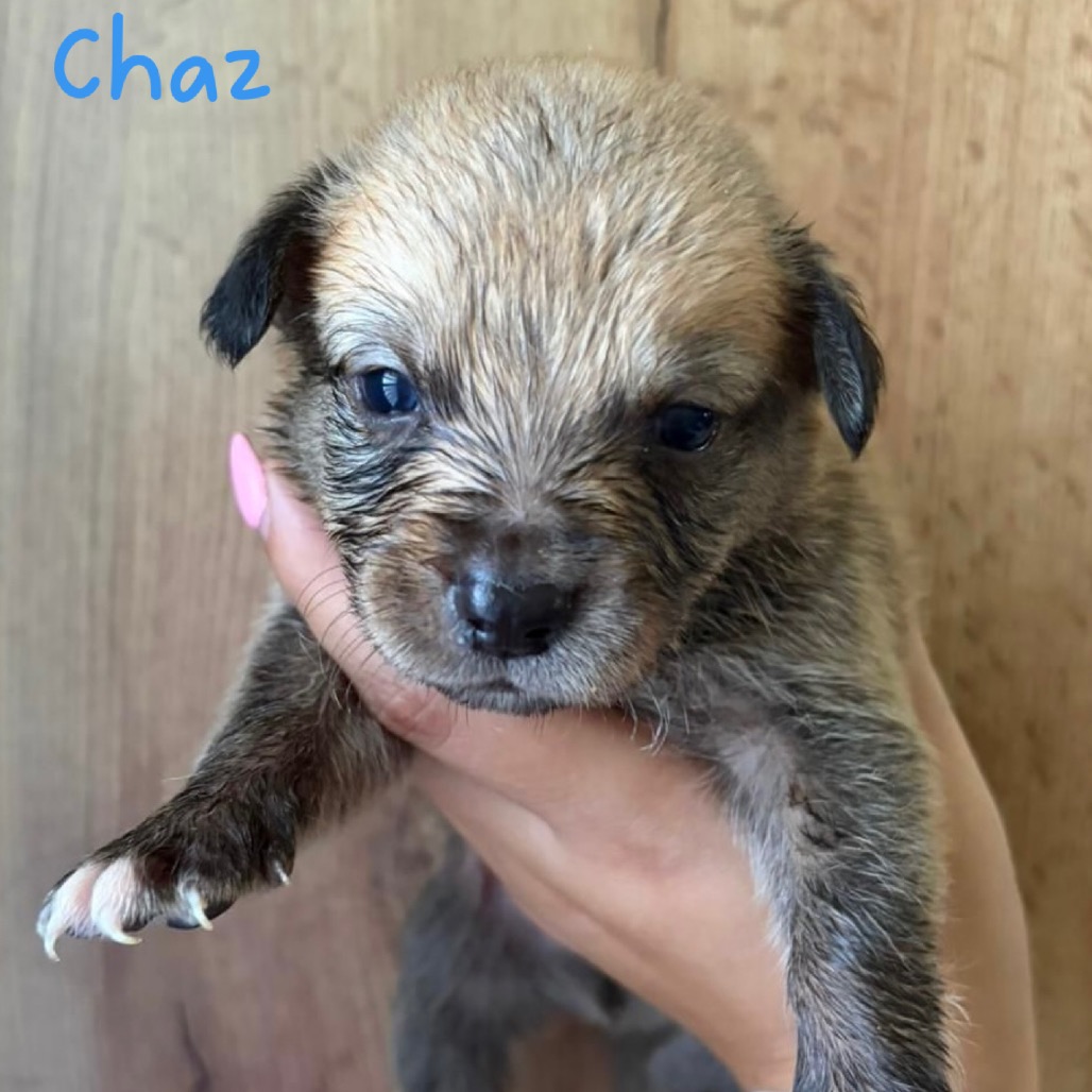 CHAZ - Spaniel / Mix available for adoption