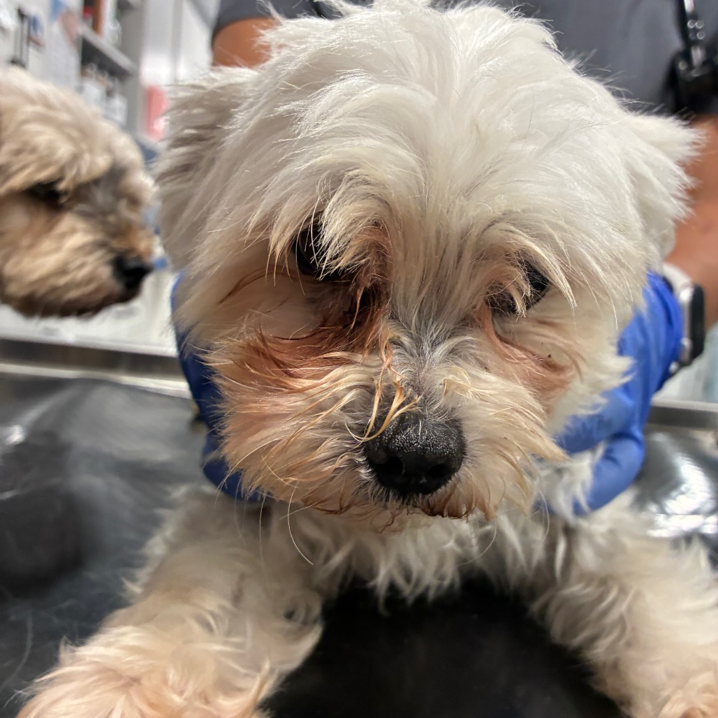 Maltese