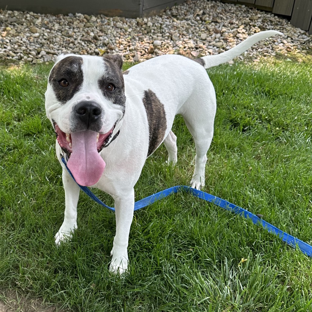 Petey, photo 18