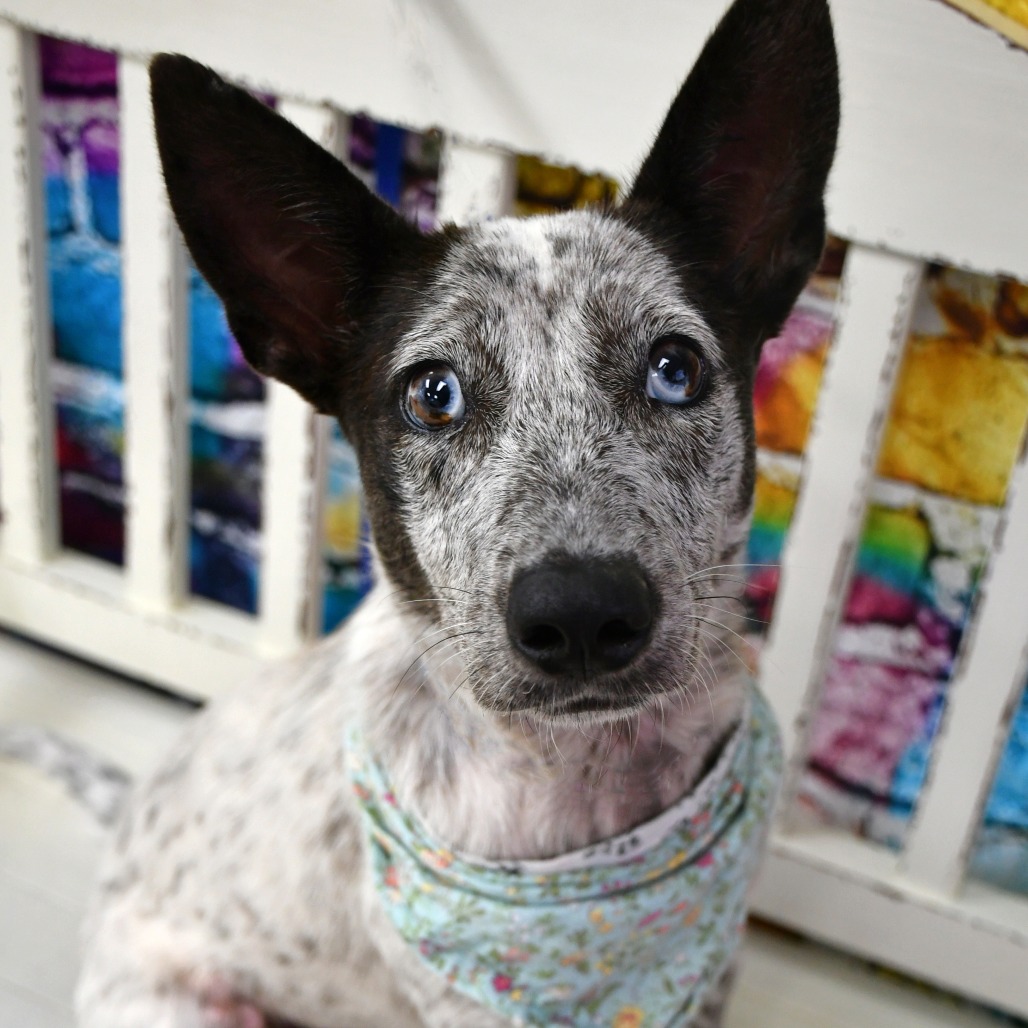 MARNIE - Cattle Dog / Australian (Blue Heeler) available for adoption