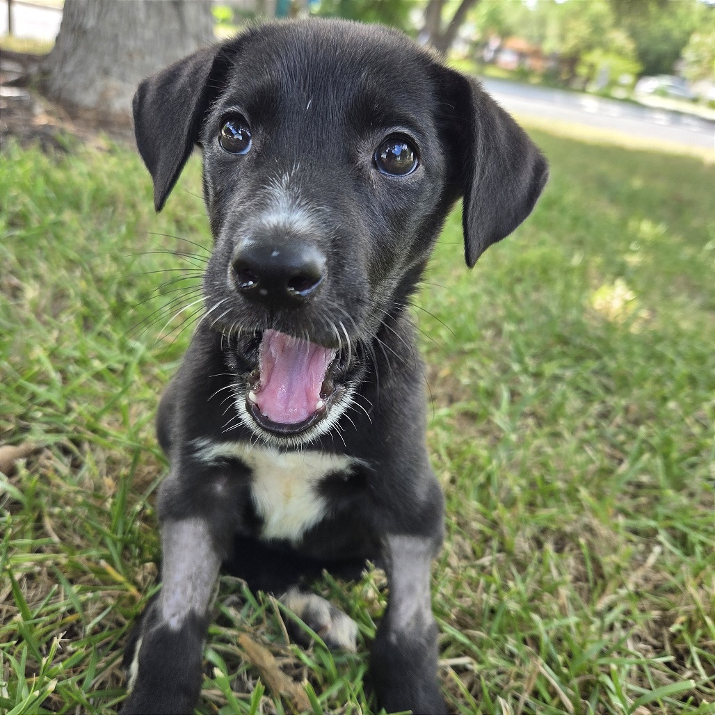 Lychee — thumbnail 9