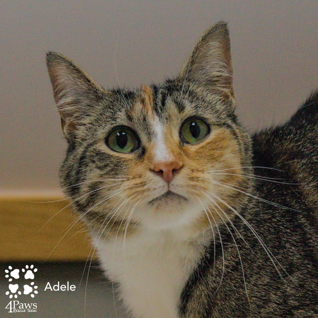 Bonded Pair Cats for Adoption: Double the Love, Twice the Joy