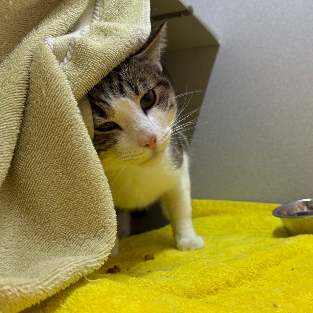 Photo of Nick Carraway 7