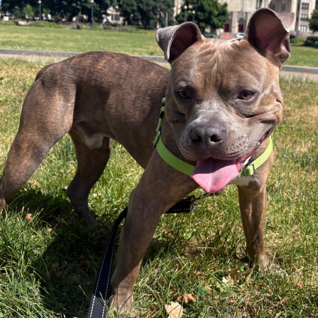 Photo of D.O.G. 9