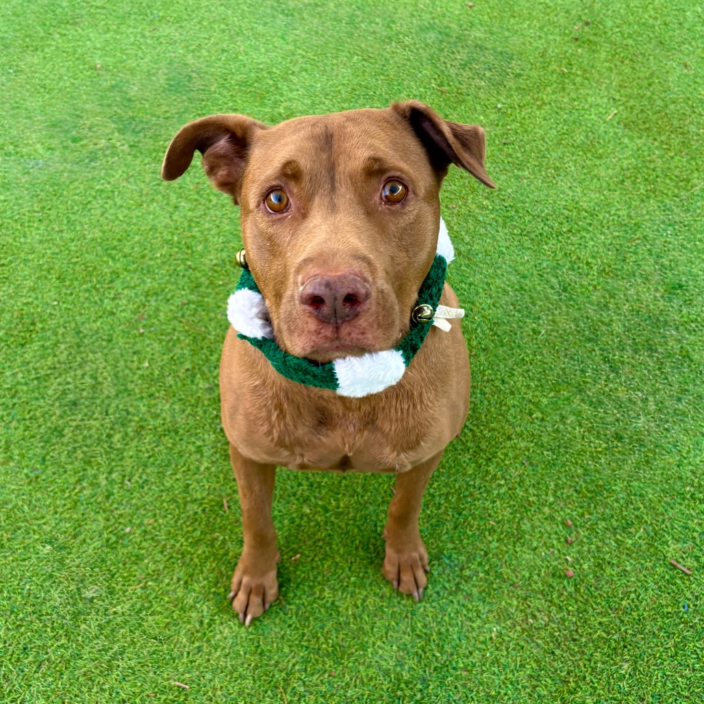 Adopt - APA Las Cruces