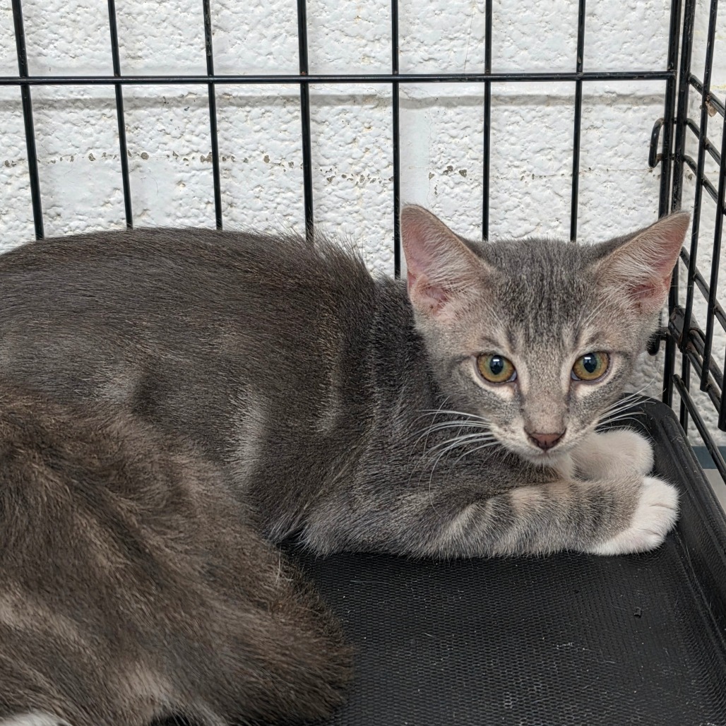 Billy, available for adoption at PVAS