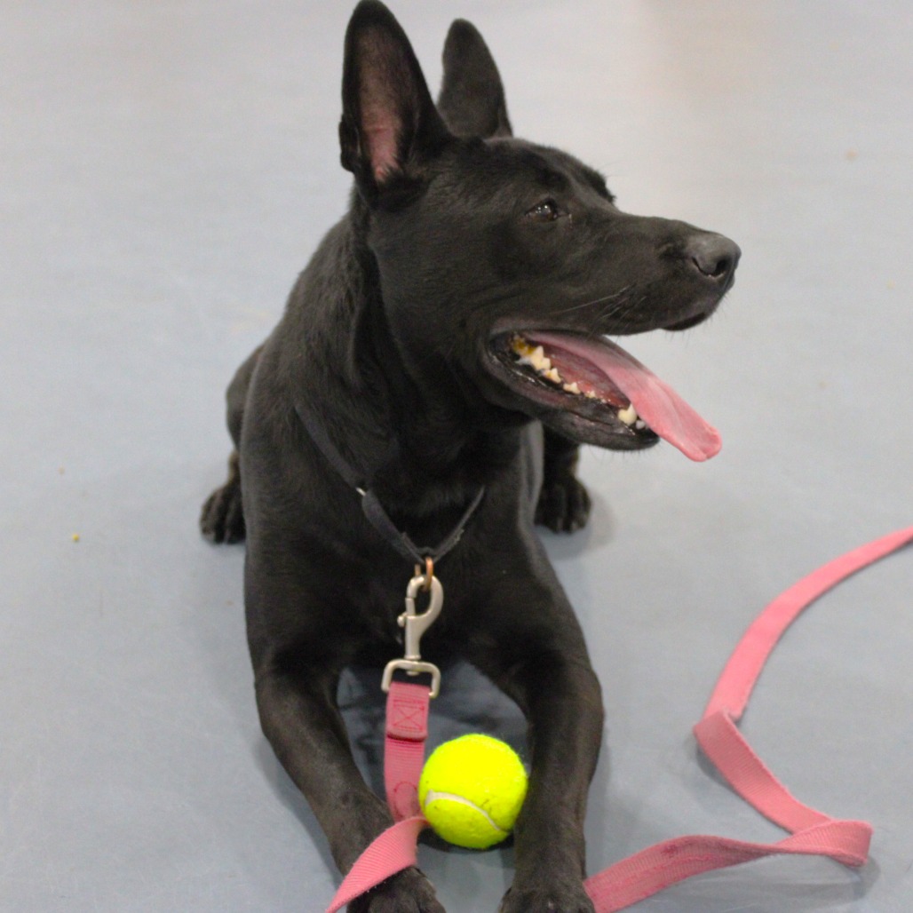 Coco — thumbnail 3