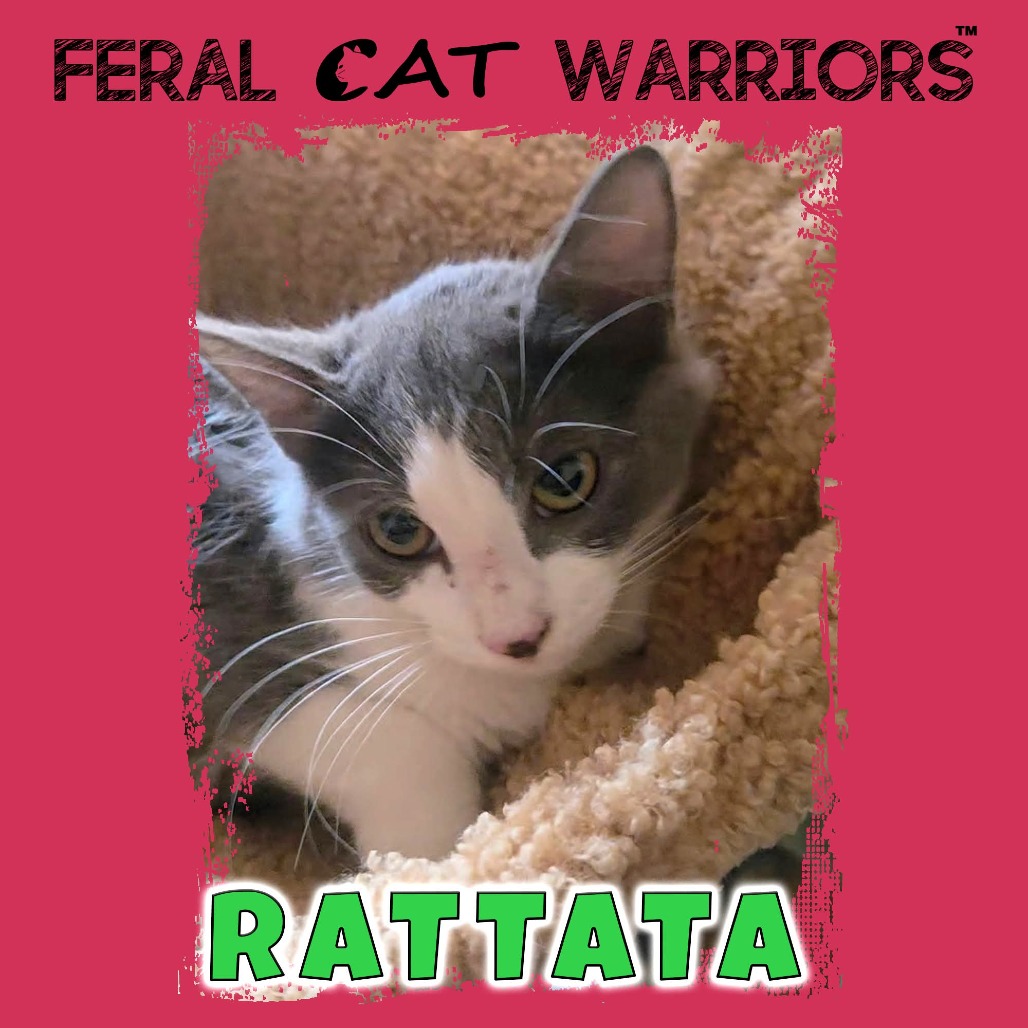 Rattata