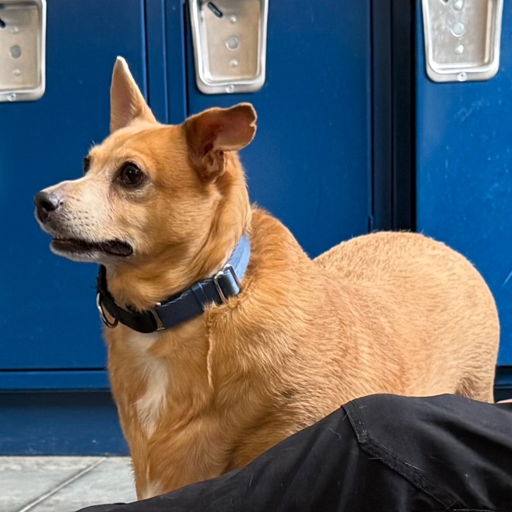 Photo of Cheddar Roberta 4