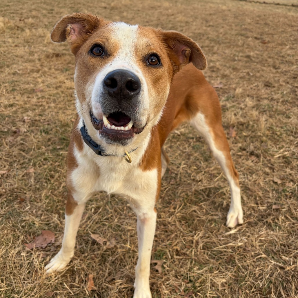 Domingo — thumbnail 5