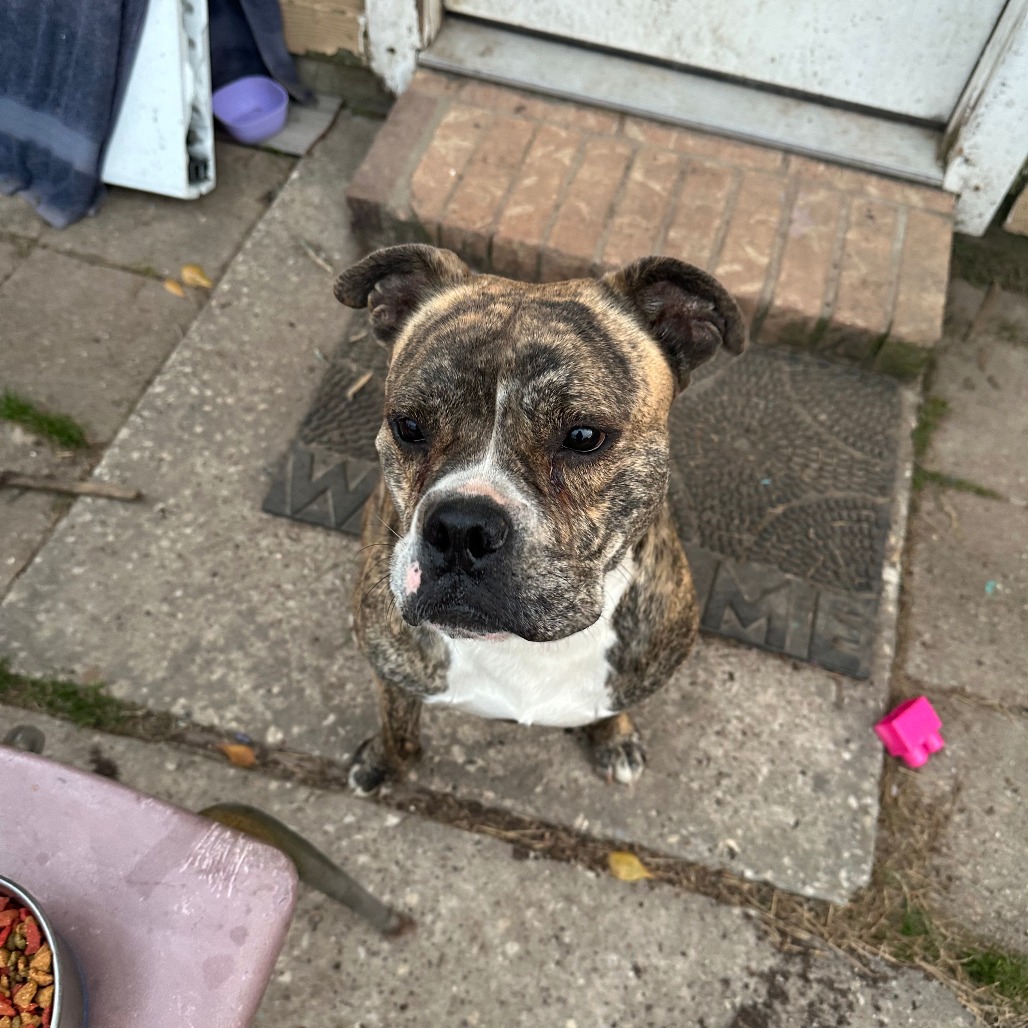 Good Boi, photo 12