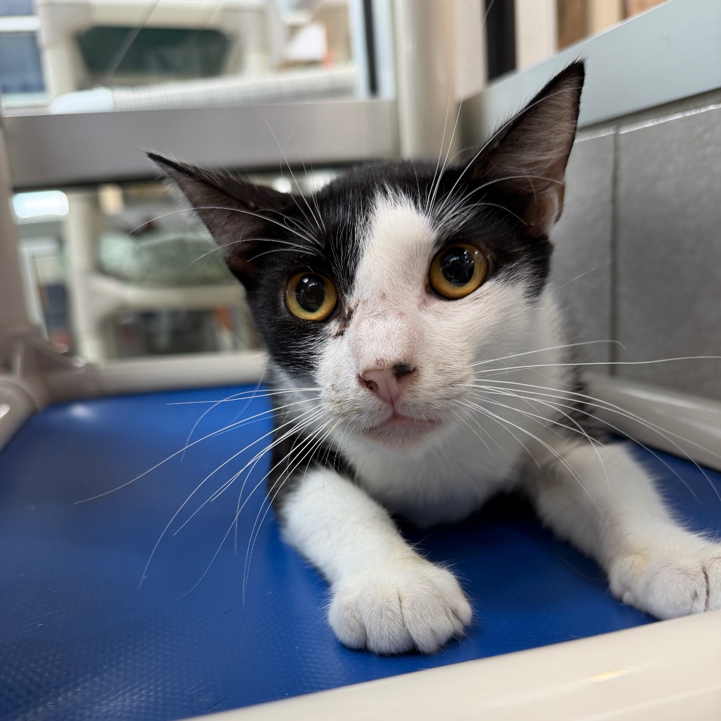MARLA - Domestic Shorthair available for adoption