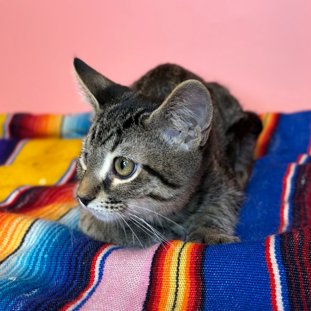 BARNACLE - Domestic Shorthair available for adoption