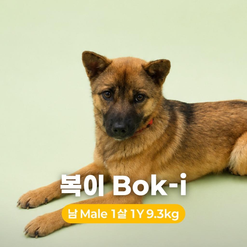 Bok-i Hw+
