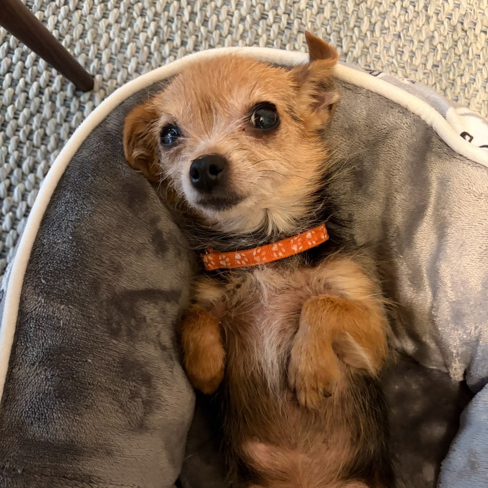 Bella, photo 2