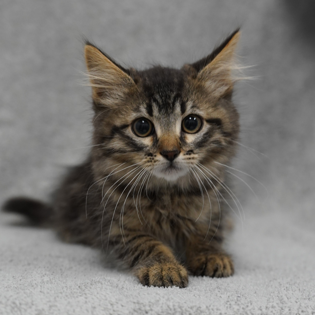 Venice - Domestic Medium Hair