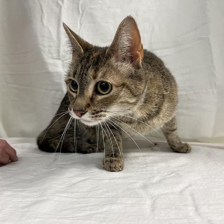 Pluma — thumbnail 2