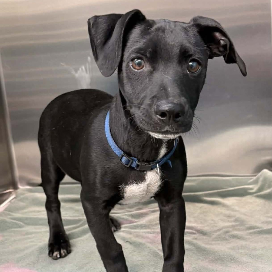 FOSTER NEEDED - Angus