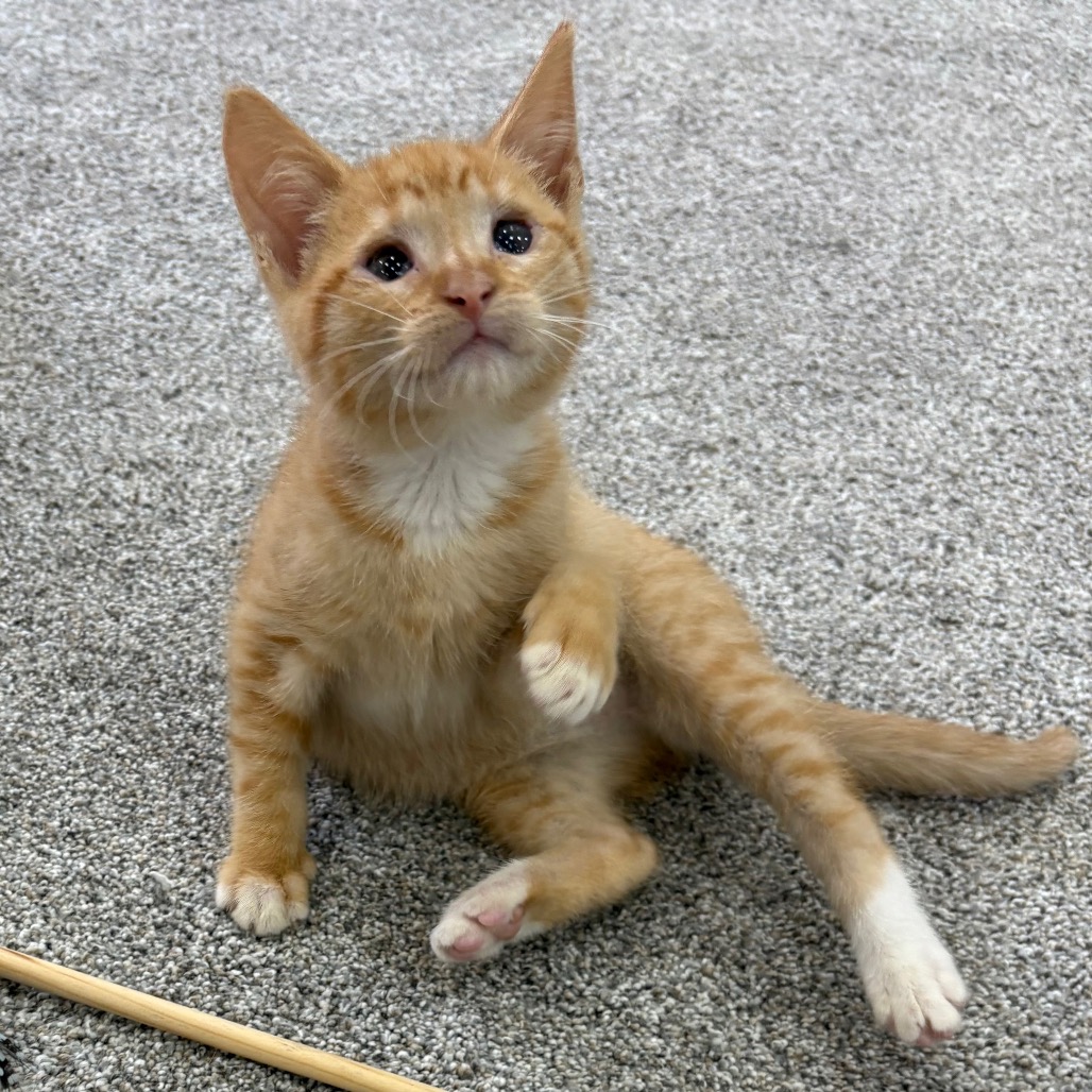 Taz