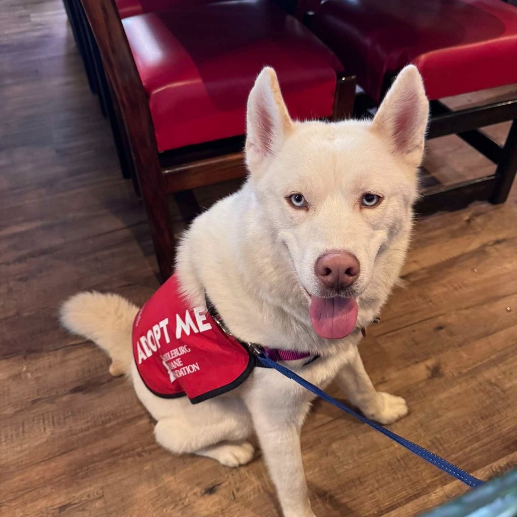 ECHO - Husky available for adoption
