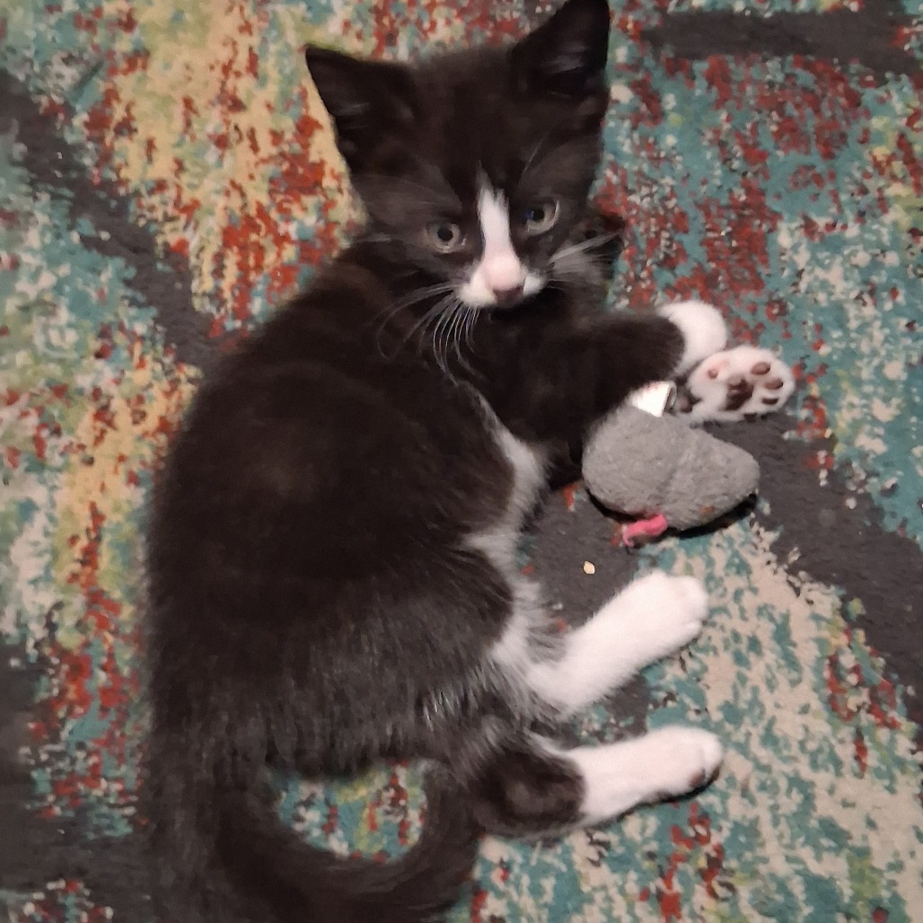 Tuxedo C12252