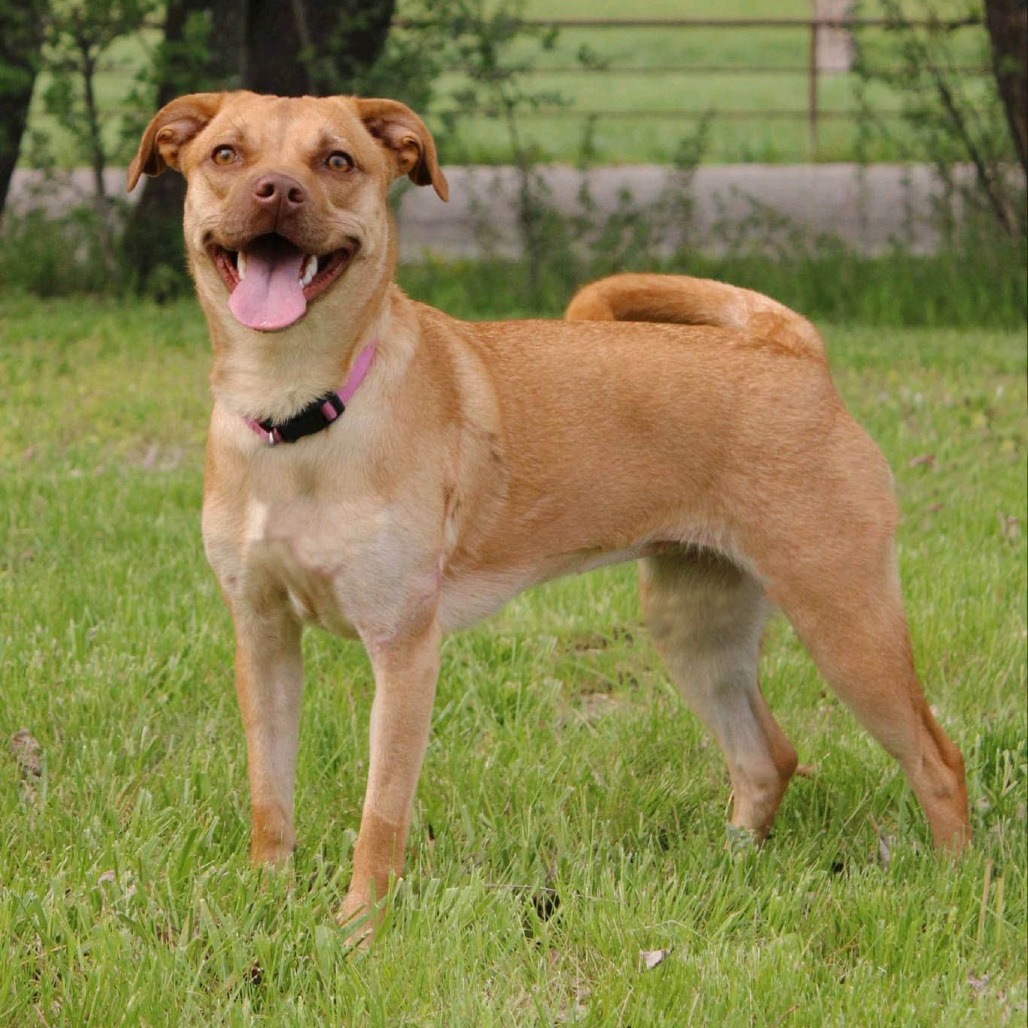 Stella, photo 9