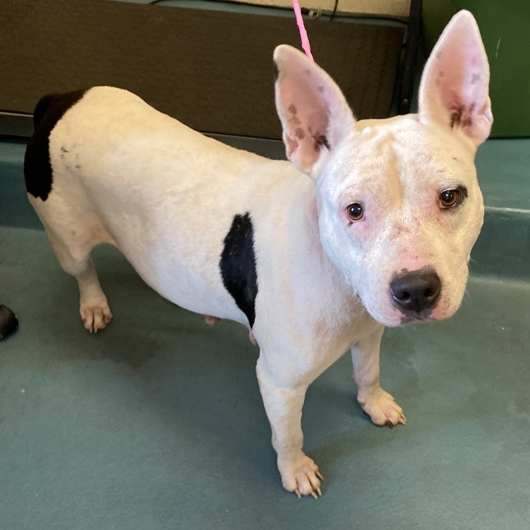 Zoya (Formerly Taco), photo 15