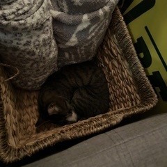 Cocoon--In Foster, photo 18