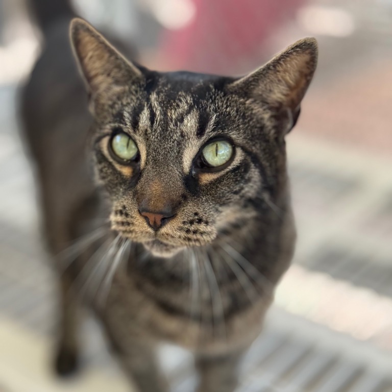 Close-up photo of Huck