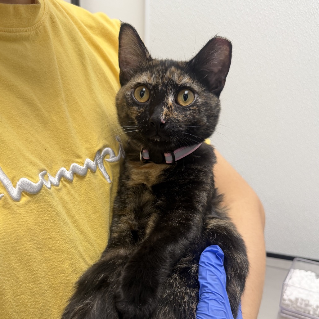 JESSIE - Domestic Shorthair available for adoption
