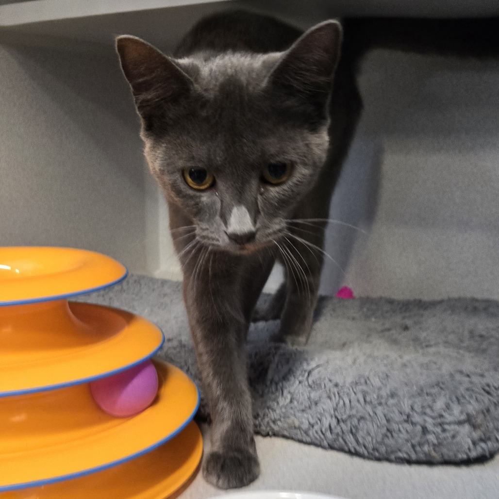 COOKIE - Domestic Shorthair for adoption in Gresham