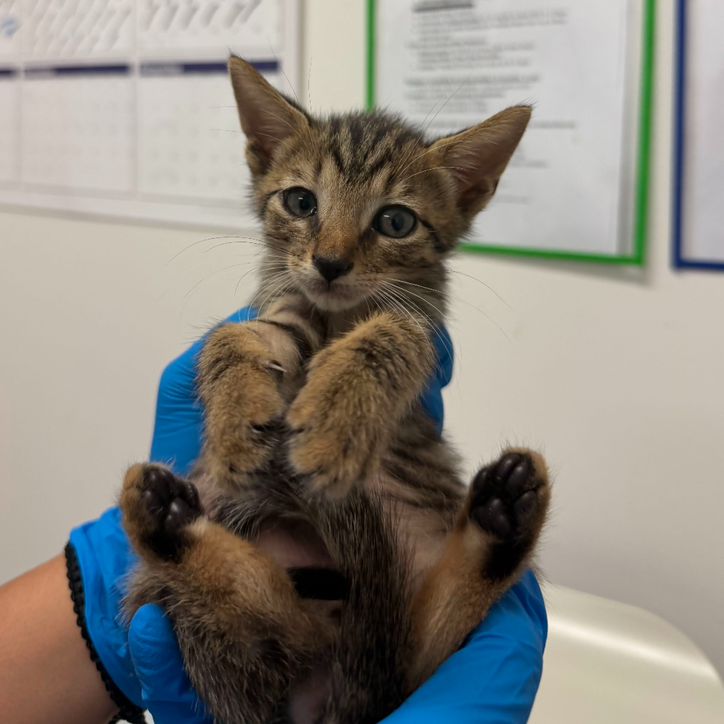 PHIL - Domestic Shorthair available for adoption