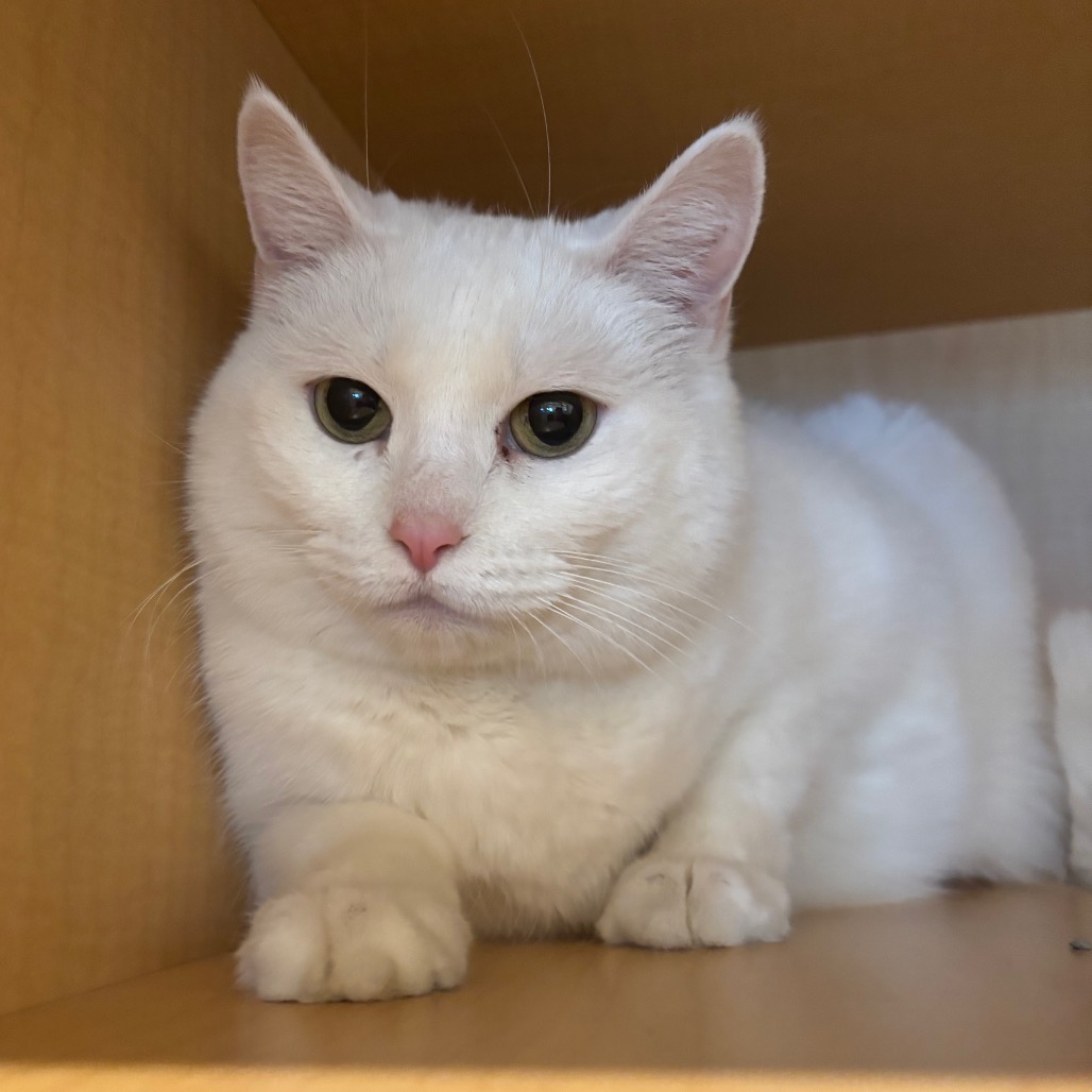 FEFE - Domestic Shorthair available for adoption