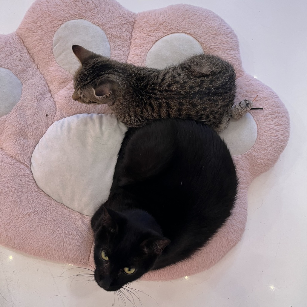 Lovebug, photo 14