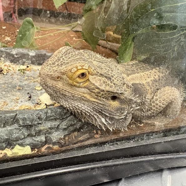 Carlos