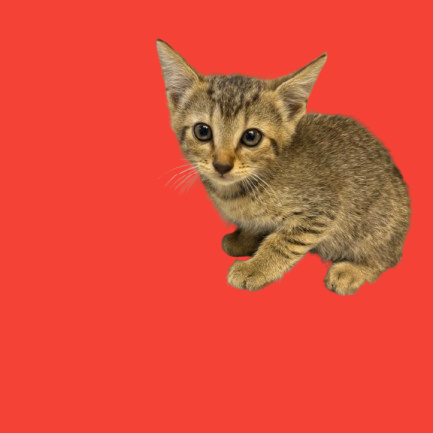 Tusc Stray 81829 2