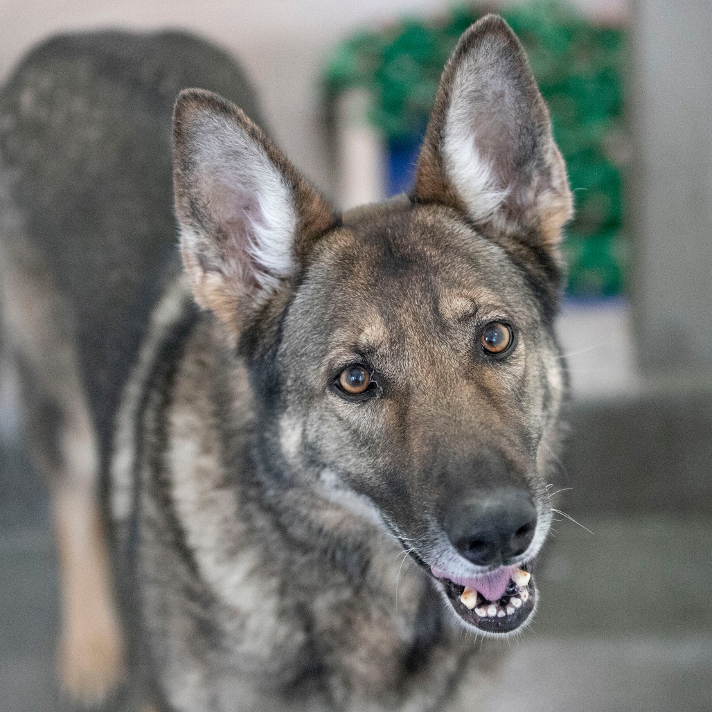 FURIE (MR26-307) - Shepherd / German available for adoption