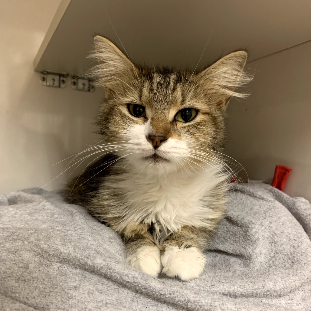 Fiona - Domestic Longhair