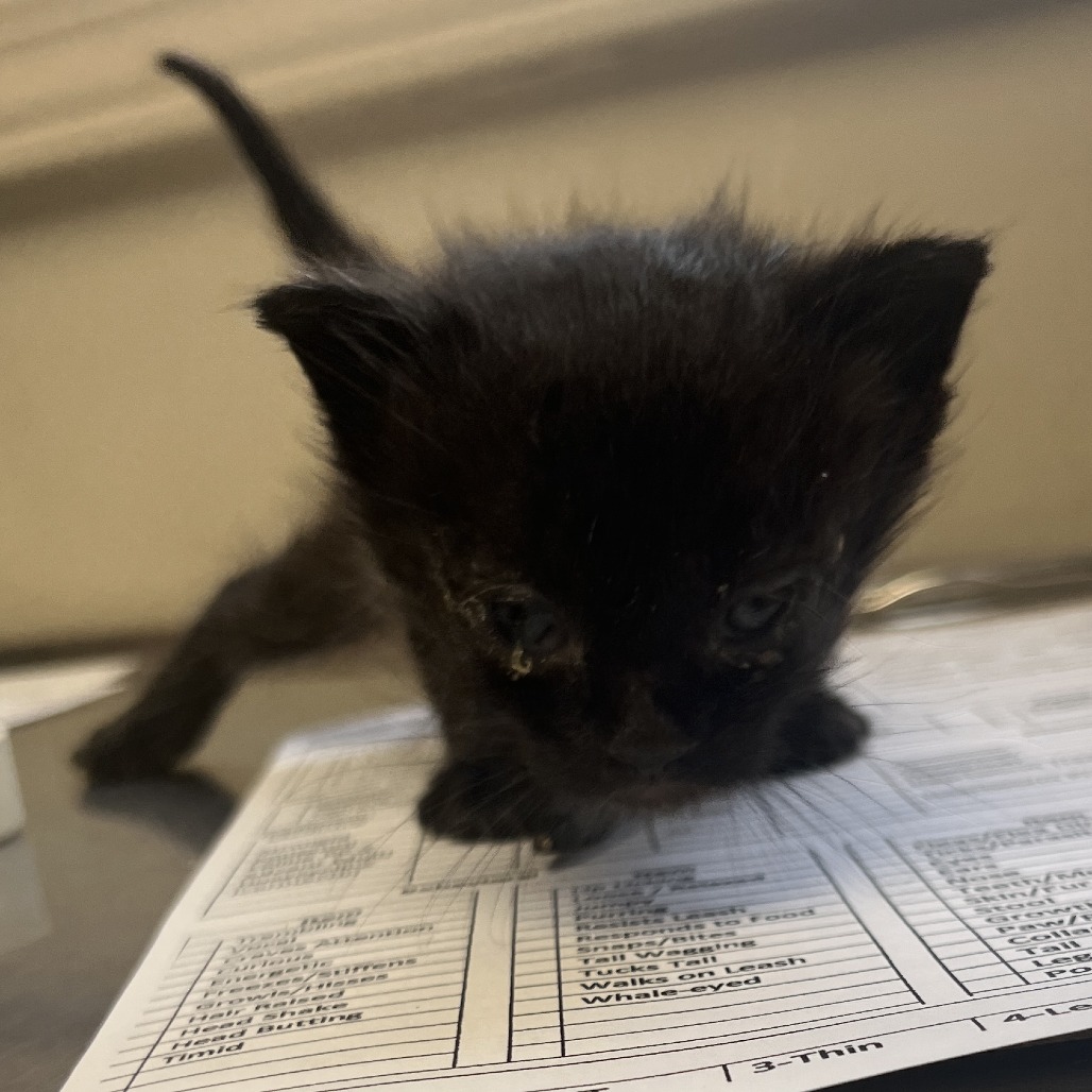Tusc Stray 81433 2