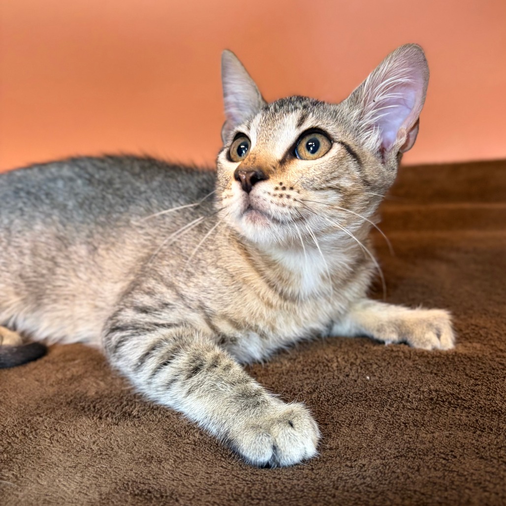 BOOBAFINA - Domestic Shorthair available for adoption