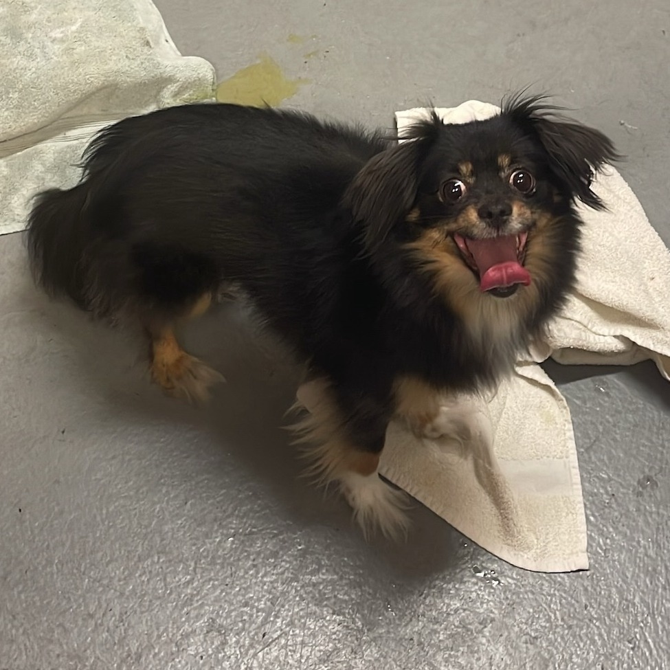Chihuahua